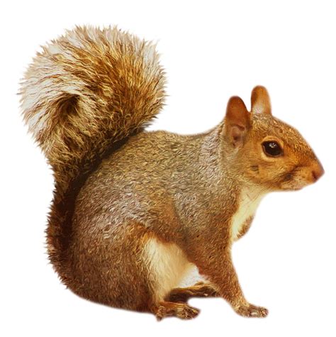Transparent Brown Squirrel Gallery Yopriceville High Quality Images
