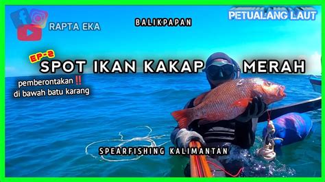 Tombak Ikan Kakap Mangrove Jack Spearfishing Indonesia Ep 77 YouTube