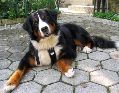list  mountain dog breeds  pictures dogbreedscom