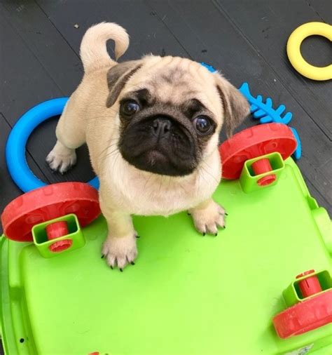 Ready Now Akc Registered Pug Puppy For Sale For Sale Adoption From
