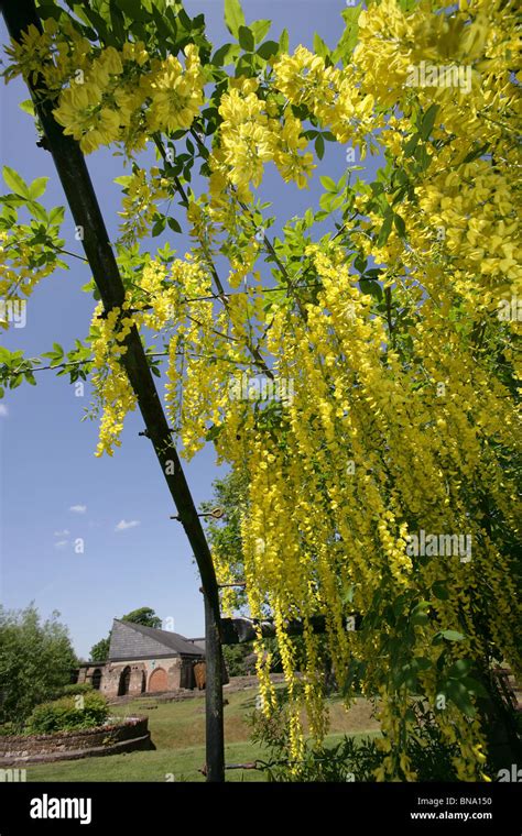 Norton Priory Museum And Gardens Spring View Of A Laburnum Arch With The