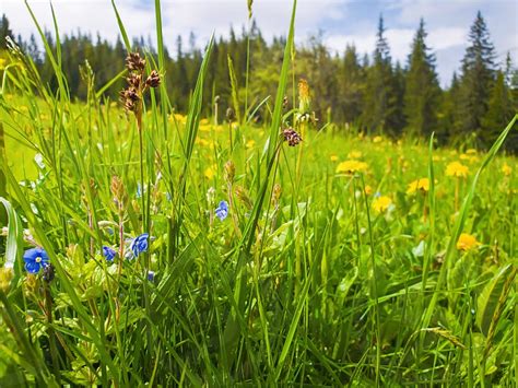 Close Up Beautiful View Of Nature Green Grass Carpathian Mountains