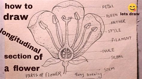 Draw A Labelled Diagram Of The Longitudinal Section Of A Flower
