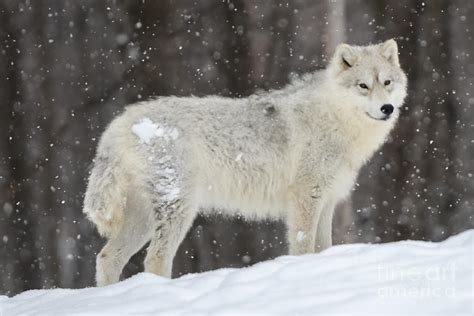 Arctic Wolf In A Snow Storm Photograph By Robert Mcalpine