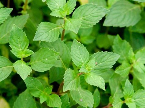 Ginger Mint Has Oval Leaves With A Spicy Mint Scent That Goes Well With
