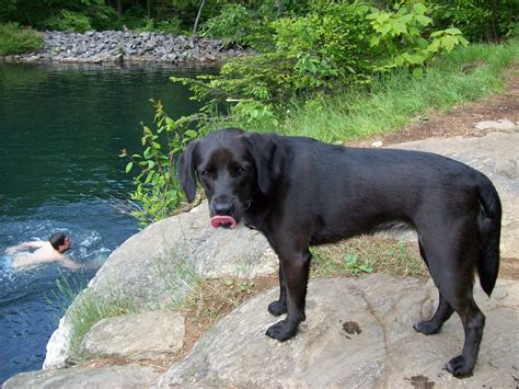 Columbia Gorge Craigslist Pets - Pet Spares