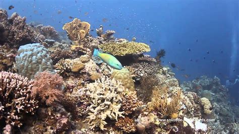 Tubbataha Reefs Natural Park Solitude One For 2016 Youtube