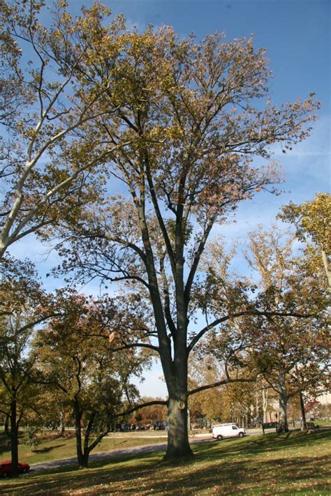 White Ash Delaware Trees