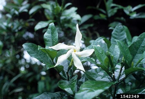 Hawaiin Gardenia Gardenia Brighamii