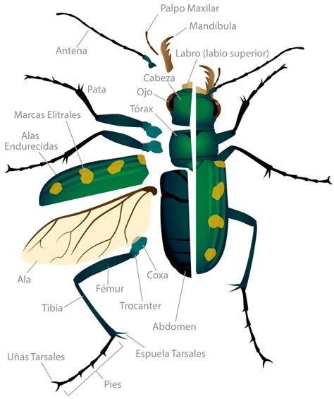 Escarabajos O Coleópteros Características Alimentación Metamorfosis