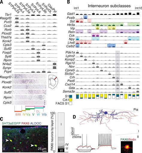 Cell Types In The Mouse Cortex And Hippocampus Revealed By Single Cell