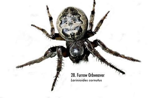 Spiders Of Alabama 58 Spiders You Should Know