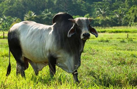 10 of the most exceptional cattle breeds gambaran