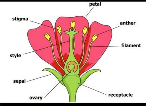 Female Parts Of A Flower Diagram Parts Of A Flower Lovetoknow These