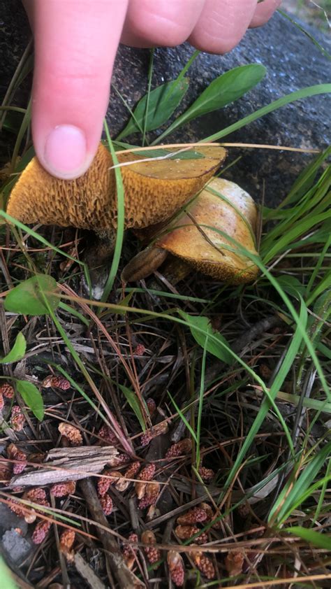 Chicken Fat Mushroom From Seguin On June 30 2023 At 0614 Pm By Emmacameron1998 · Inaturalist