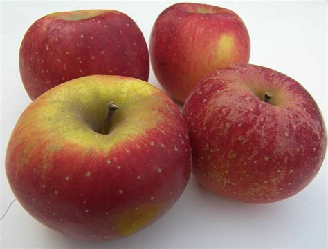 Apple Variety Reviews - Eat Like No One Else