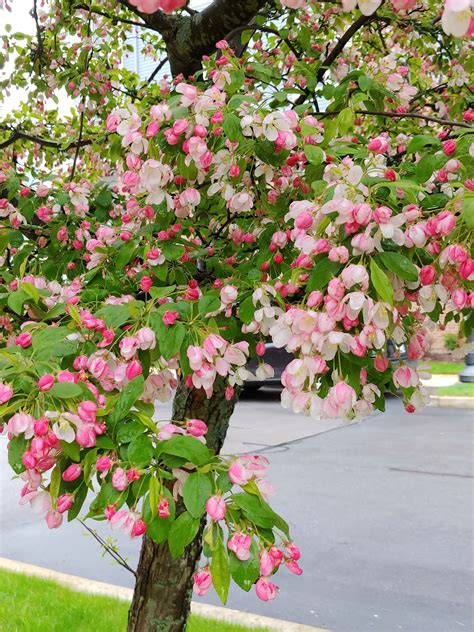 Flowering Trees Where You At Page 4 Thecatsite