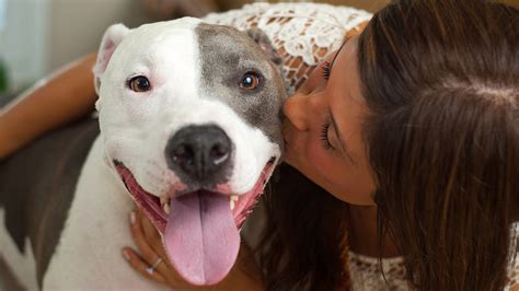 7 Interesting Facts About Pit Bulls Bechewy