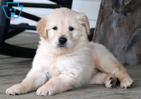 Victoria Golden Retriever Puppy For Sale Keystone Puppies