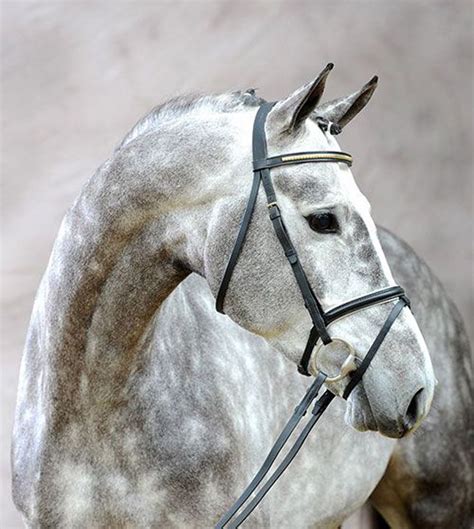 Dappled Grey All The Pretty Horses Beautiful Horses Animals Beautiful