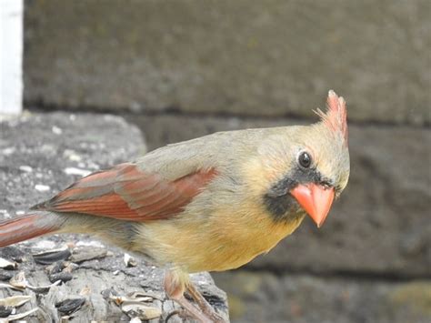 Northern Cardinal Nesting Habits What They Eat Breeding Season