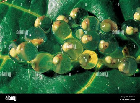 Tree Frog Eggs Hi Res Stock Photography And Images Alamy