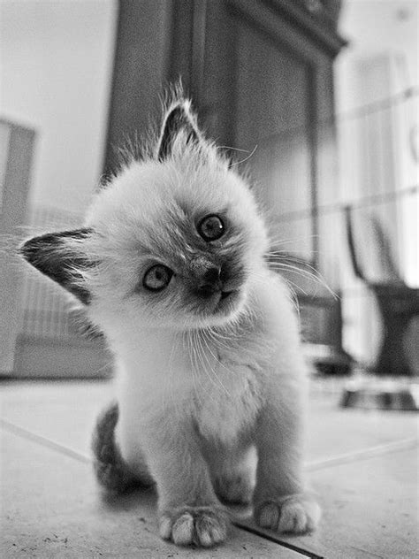 19 Cute Animal Pics For Your Thursday Love Cute Animals Kittens