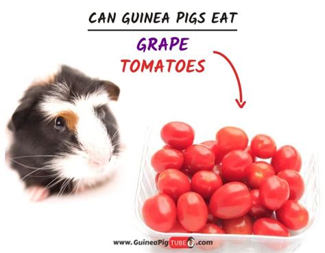Can my cat eat garlic? What Food Can Guinea Pigs Eat? - Full Guinea Pig Food List ...