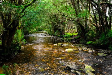 Beautiful Creek River In Rain Forest In Tasmania Stock Photo Image