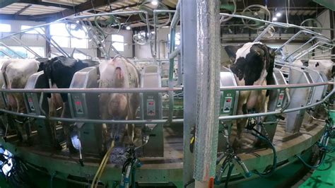 Modern Cow Dairy Farming Cow Milking Technology Machine Smart Dairy