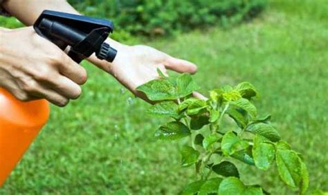 Cómo hacer Insecticida casero y ecológico para el jardin
