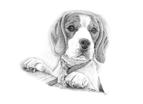 Drawing Of A Beautiful Beagle Called Willow Dog Pencil Drawing Dog