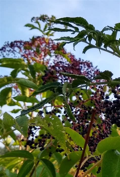 Sac River Valley Elderberry And Elderflower