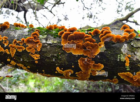 Wood Fungus On Coast Live Oak Tree Los Penasquitos Preserve San Diego