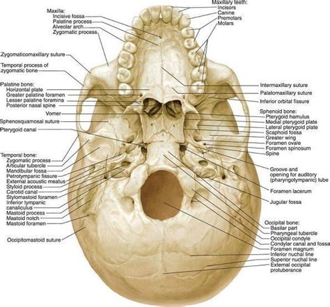 Inferior View Of The Skull Anatomia Cabeça E Pescoço Corpo Humano
