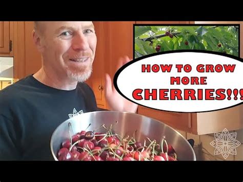 Bing Cherry Tree Pollination How To Get More Cherries Youtube