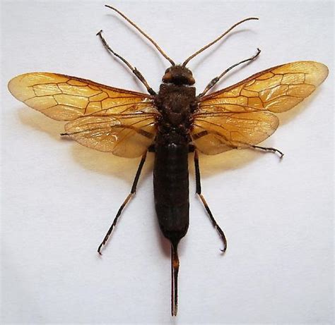 Horntail Wasp Urocerus Californicus Bugguidenet