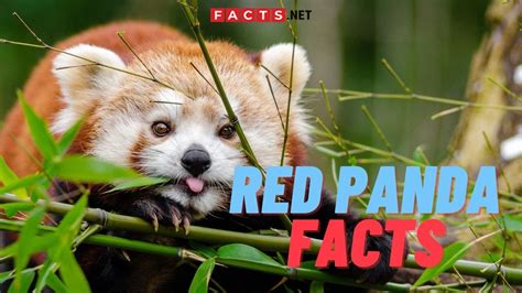 Adorable Red Panda Facts You Didnt Know Youtube