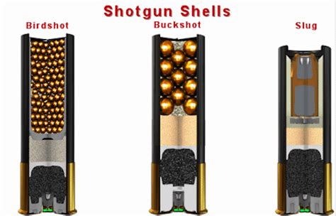 Shotgun Shell Sizes Comparison Chart And Commonly Used Terms Gun