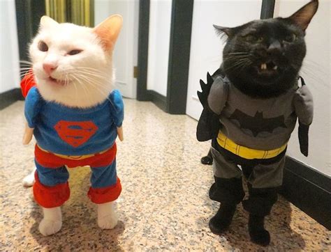 The 70 Absolute Best Pet Costumes We Have Ever Seen Petful Cat