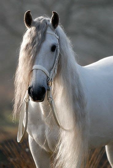 Super Cute Horse Cute Horses White Horses Horses