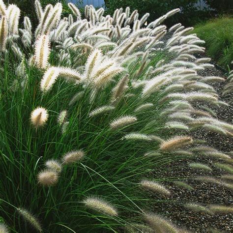 Fountain Grass Cassian Pennisetum Alopecuroides Cassian Latham My Xxx