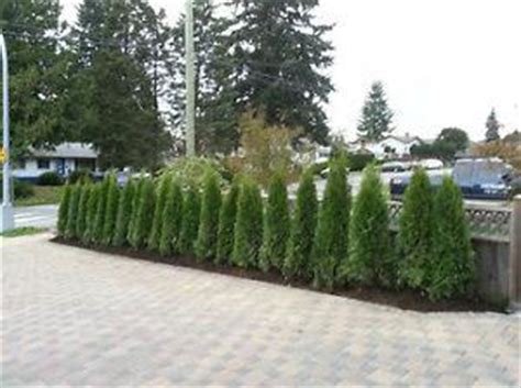 Emerald Cedar Hedges for sale. WE DELIVER AND INSTALL! North Vancouver, Vancouver