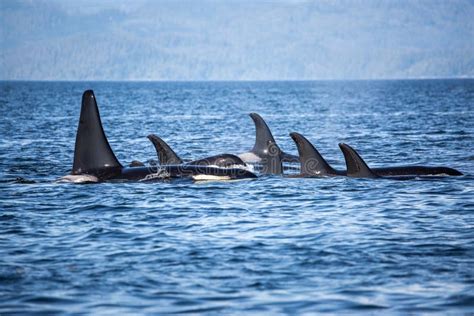 Killer Whales Pod In British Columbia Canada Stock Image Image Of