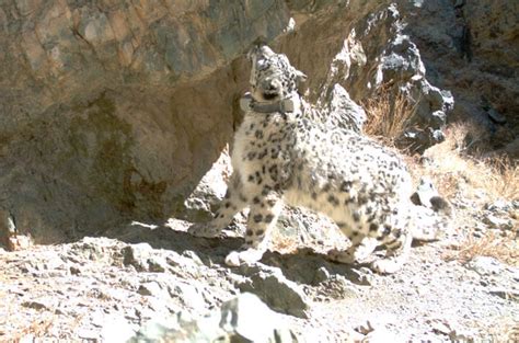 Our Progress Snow Leopard Trust