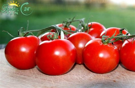 How To Grow Campari Tomatoes Top Care Tips Garden 24h