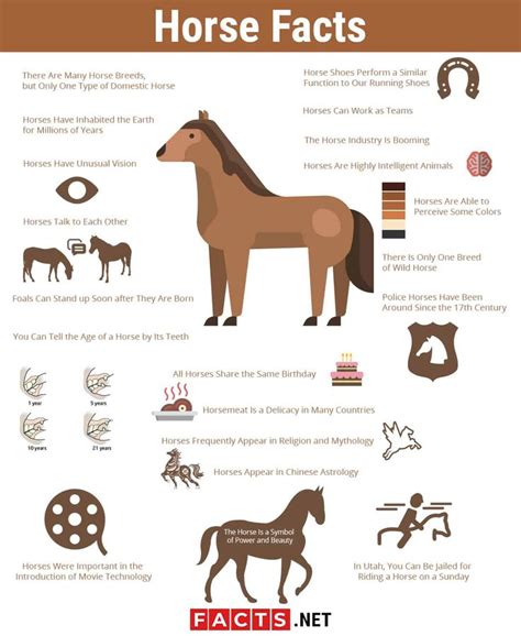 Horse Facts Infographics Horse Facts Horse Facts For Kids Horses