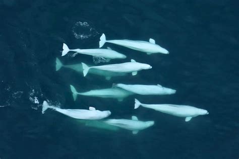 Beluga Whale Facts Passport Ocean