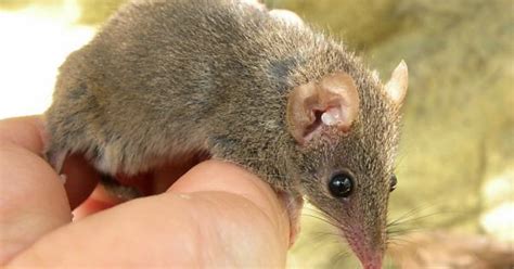 Newly Discovered Marsupial Will Literally Have Sex Until It Disintegrates Imgur