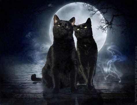 Two Black Cats Under The Moon Black Pinterest